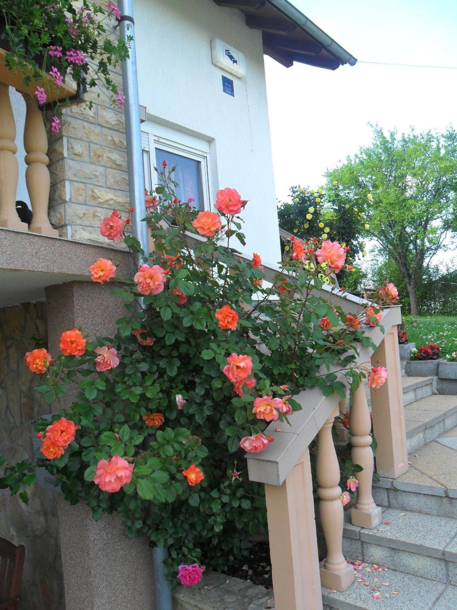 גרבובץ Guesthouse Sara מראה חיצוני תמונה